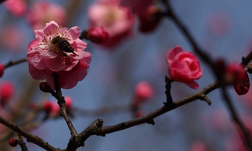 粉红色梅花图片