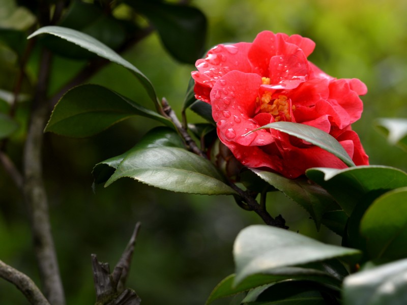 红山茶花图片