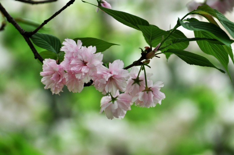 灿烂樱花图片