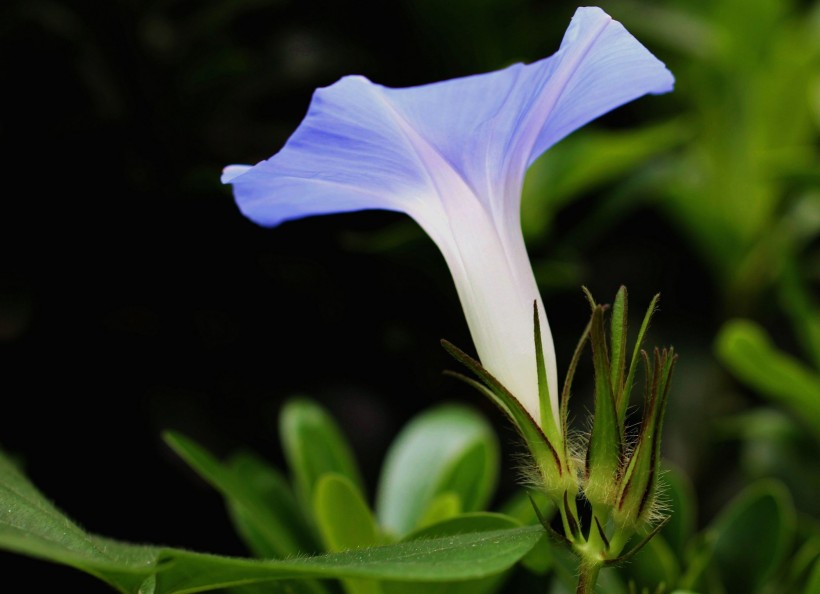 牵牛花图片