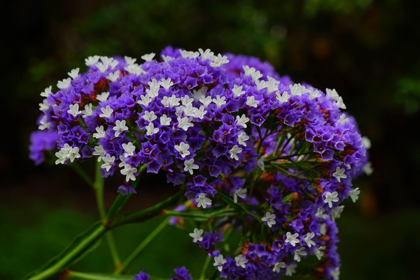 丁香花的特写图片