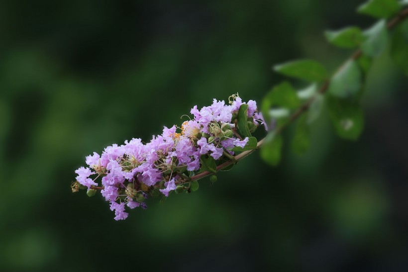 紫薇花圖片