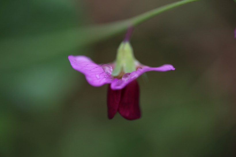 唯美豌豆花图片