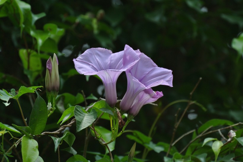 牽牛花圖片