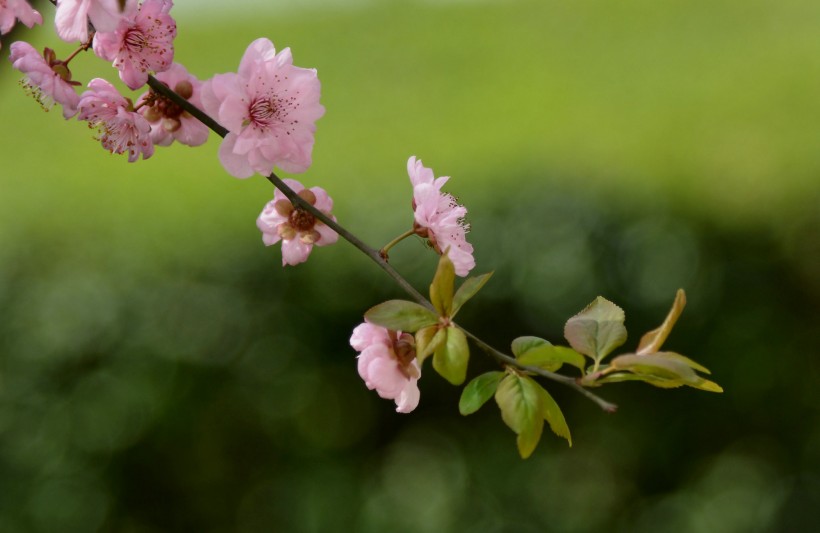 梅花圖片