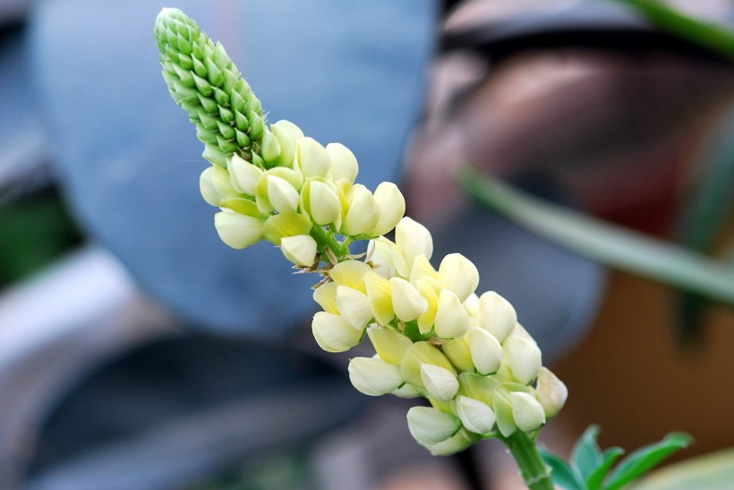 芳香甜美的鲁冰花图片