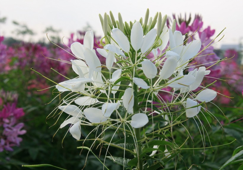 醉蝶花花卉图片