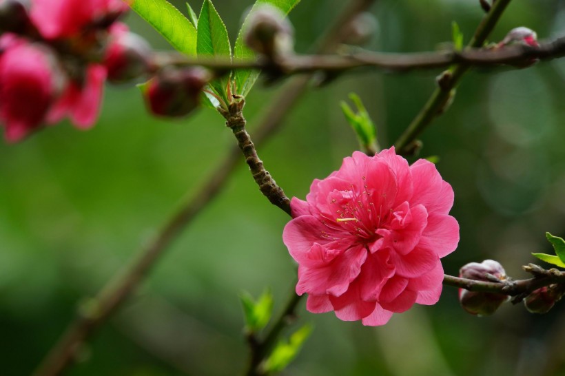 紅色桃花圖片