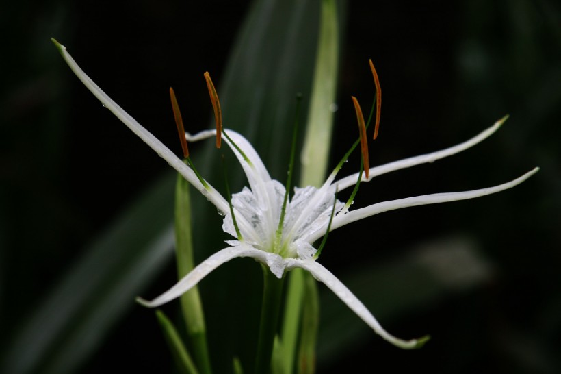 張揚的蜘蛛百合花卉圖片