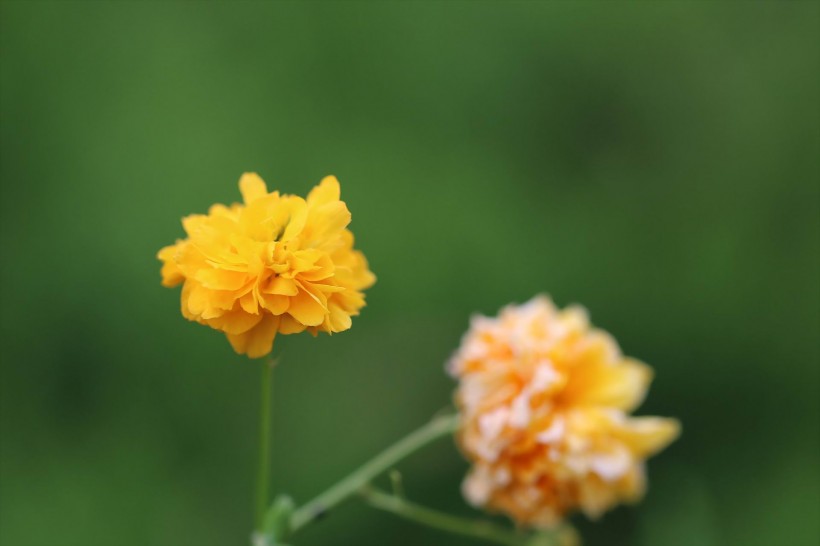 黃色高貴的棣棠花圖片