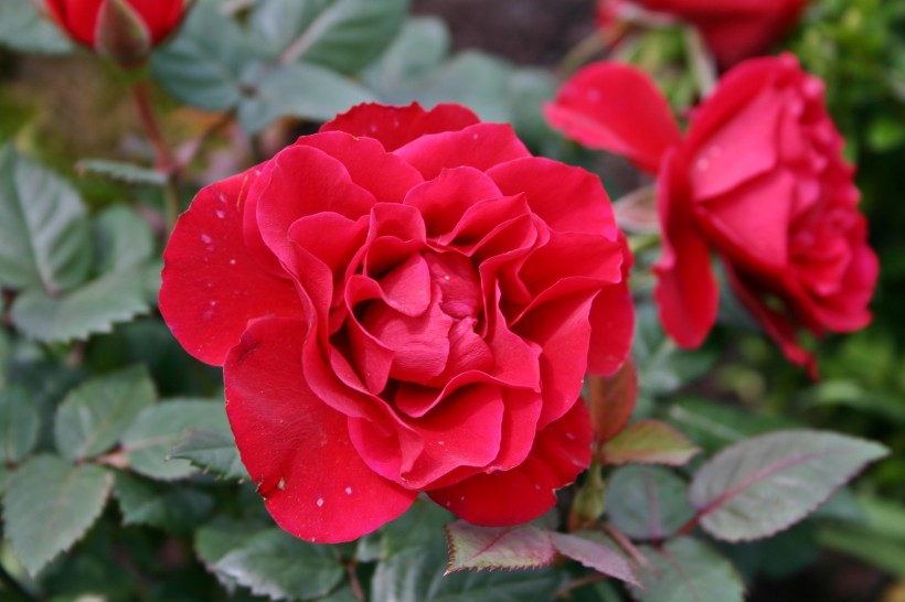 艳丽的红玫瑰图片