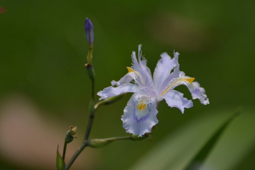 鳶尾花圖片