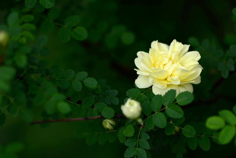 盛開(kāi)的月季花圖片