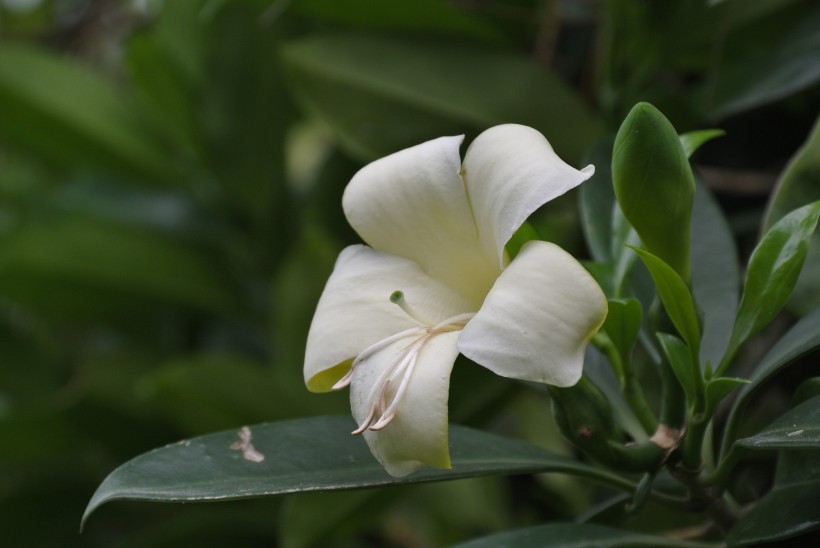 白色非洲茉莉圖片