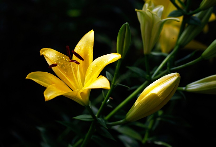 各種顏色的百合花圖片