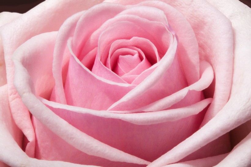 粉色的玫瑰图片