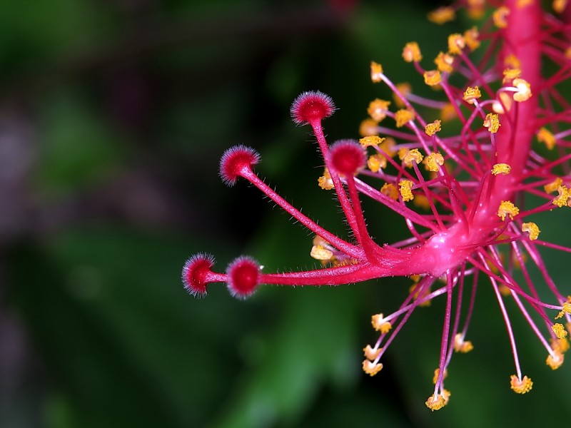 朱槿花蕊图片