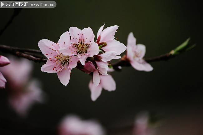 春天樱花图片摄影