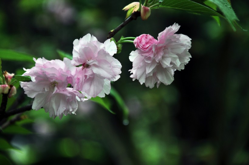 灿烂樱花图片