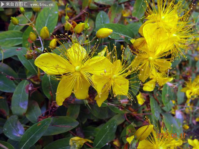 路邊野生的木芙蓉圖片欣賞