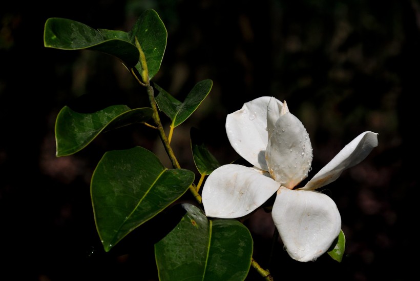 含笑花圖片 