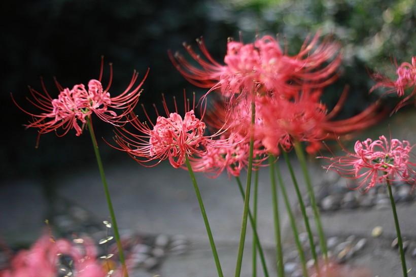 曼珠沙华花卉图片