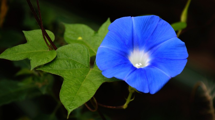 蓝色牵牛花图片