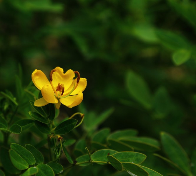 決明子花圖片