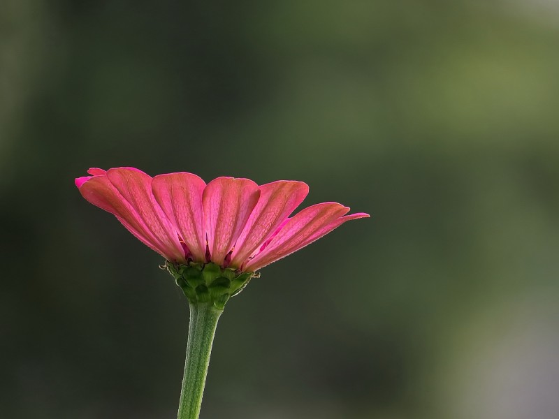 百日草花卉圖片