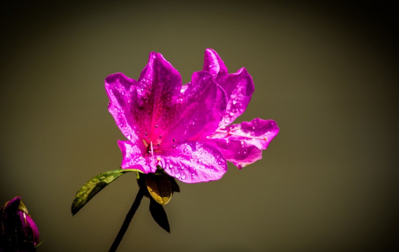 杜鹃花图片