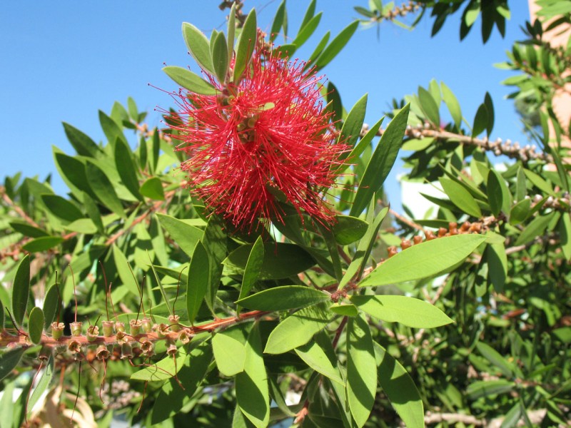 紅千層花卉圖片