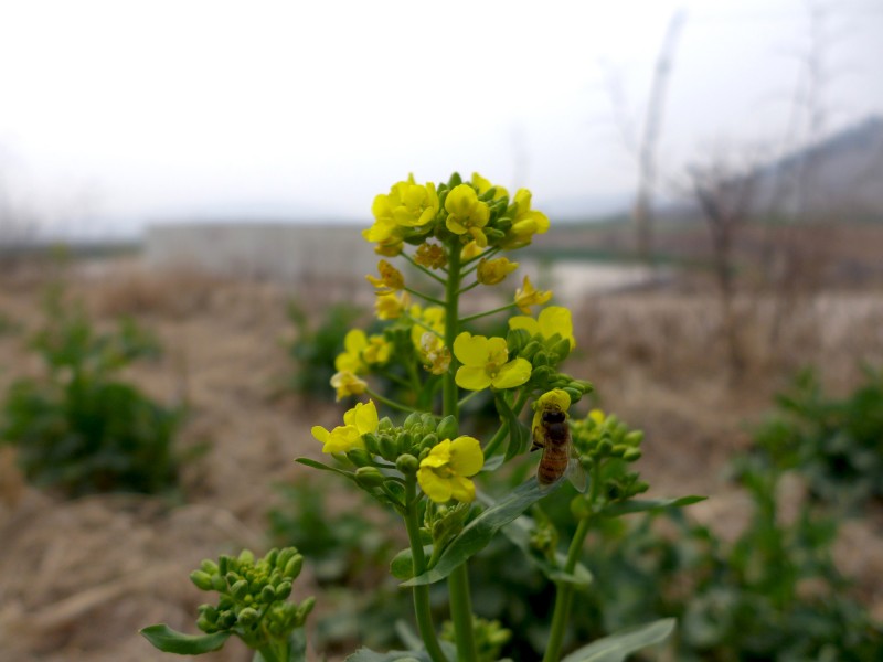 黄色油菜花图片