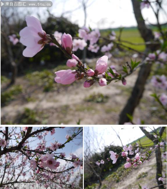 春天桃花風景圖素材欣賞