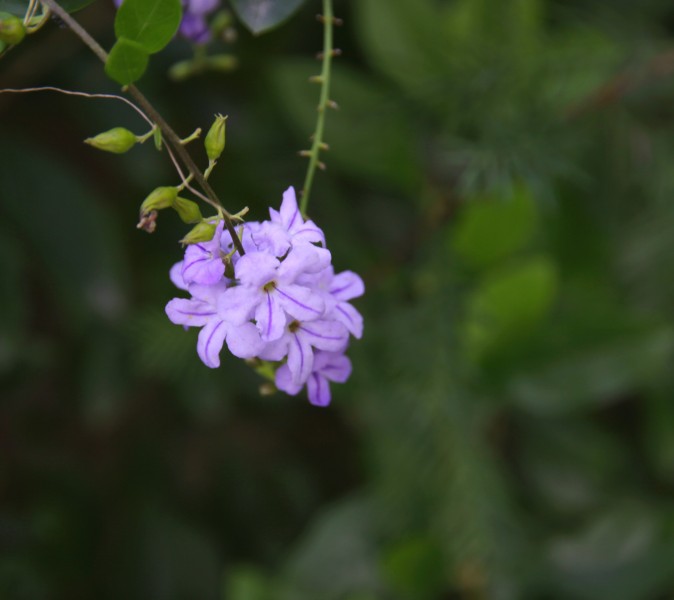 金露花图片