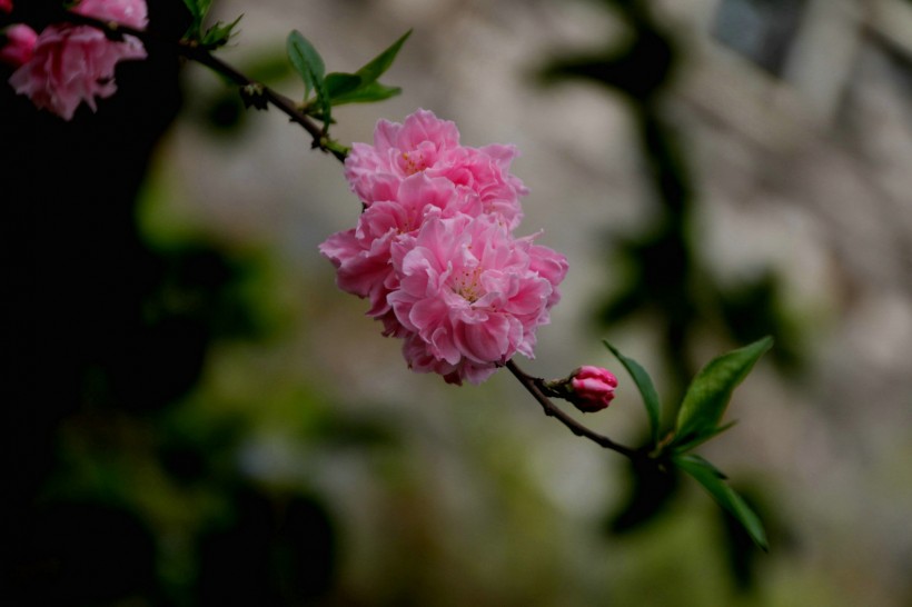 粉面桃花图片