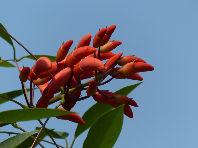 刺桐花圖片