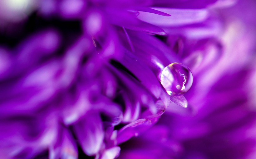 唯美花朵雨滴圖片