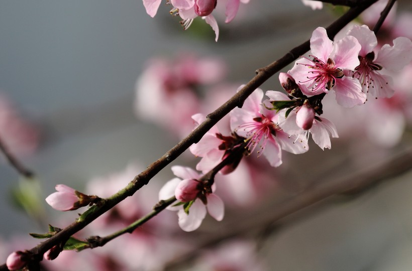 桃花图片