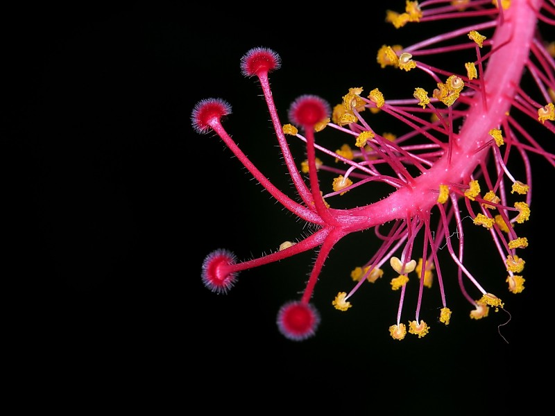 朱槿花蕊图片