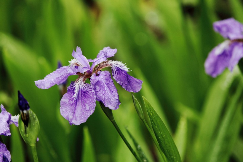 雨中鸢尾花图片