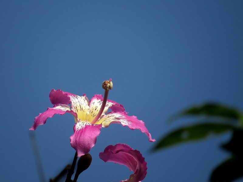 美丽异木棉花图片