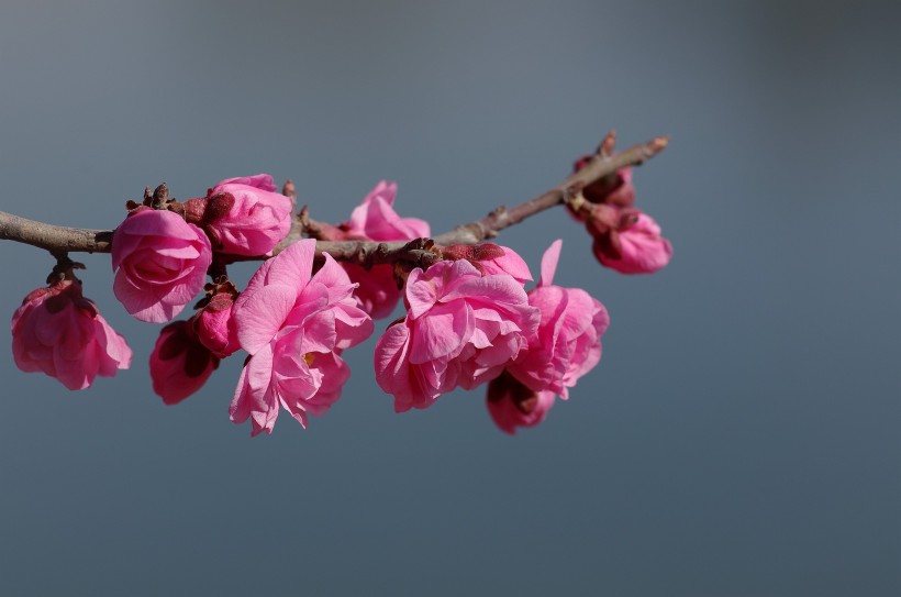 粉色梅花图片