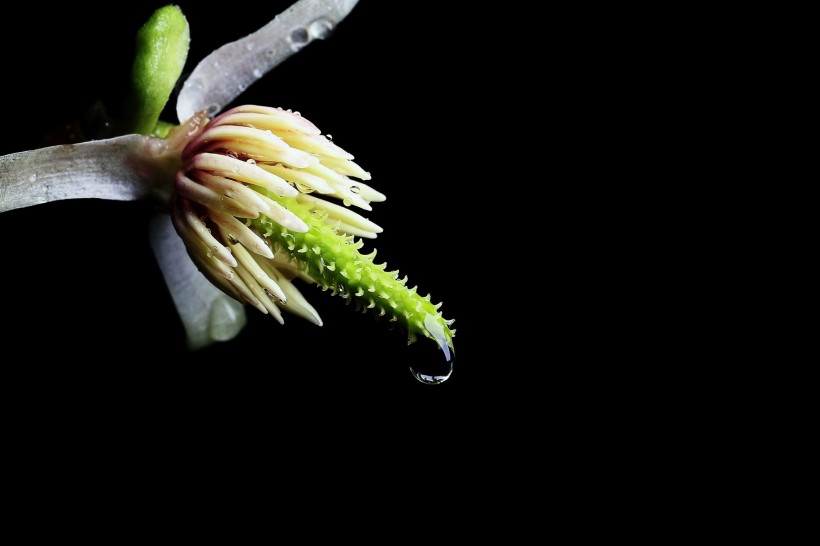 玉兰花花蕊图片