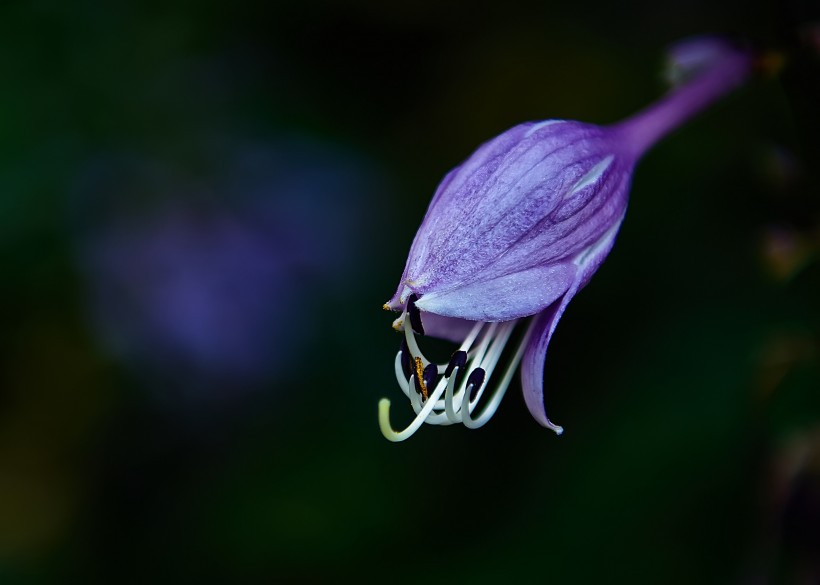 梦幻紫玉簪花卉图片