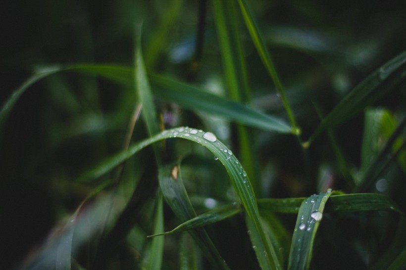 青草上面的露水图片