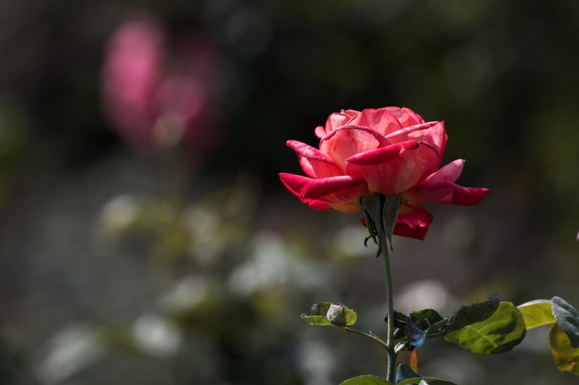 各种颜色的月季花图片