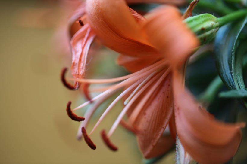 金色百合花图片