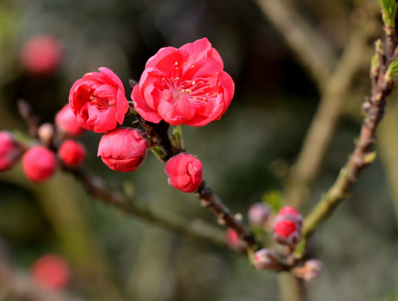 红色碧桃花图片