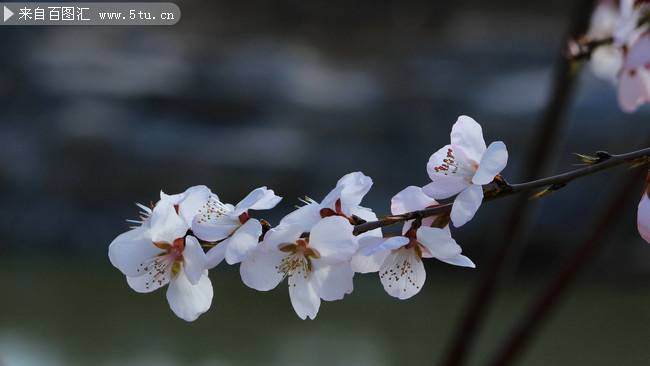 藍(lán)天下盛放的粉色桃花圖片