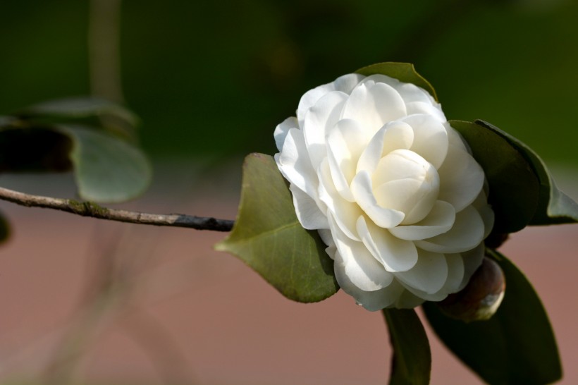 白色山茶花圖片